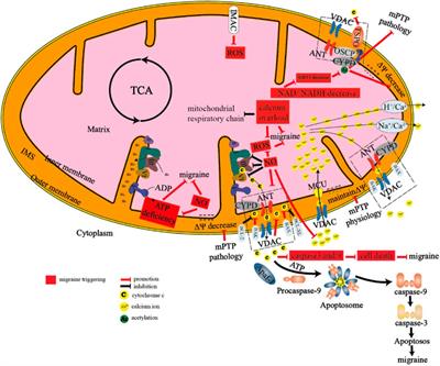 Energy metabolism disturbance in migraine: From a mitochondrial point of view